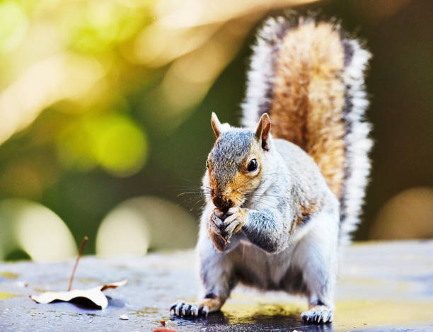 istock Gray squirrel looking cute as it feeds on a nut it's holding in its hands 1492305793