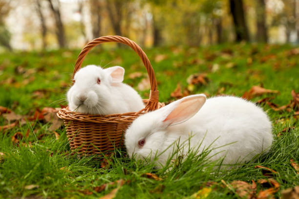 istock Two white cute rabbits on green grass in park 1492305927