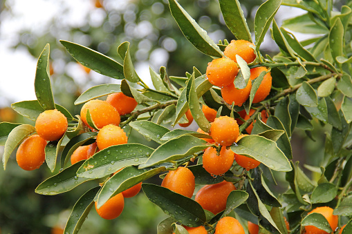 kumquat, citrus fruit