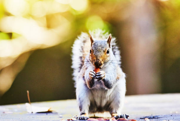 istock Gray squirrel looking cute as it feeds on a nut it's holding in its hands 1492305947