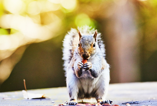 Squirrel in a garden, eating.