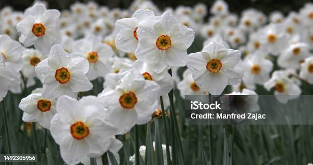 Daffodils Stock Photo - Download Image Now - Beauty In Nature, Botany, Close-up