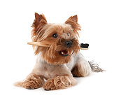 Cute Yorkshire Terrier with toothbrush on white background