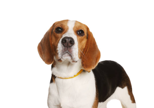 Adorable Beagle dog in stylish collar on white background