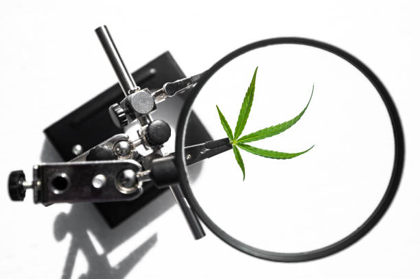 istock marijuana plant medicine research 1492307593