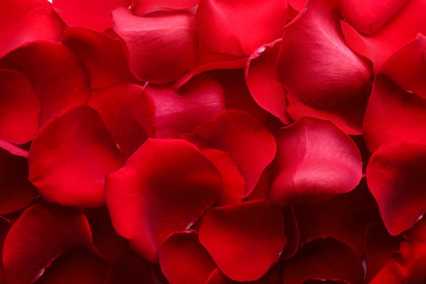 istock Red rose petals as background, closeup view 1492310464