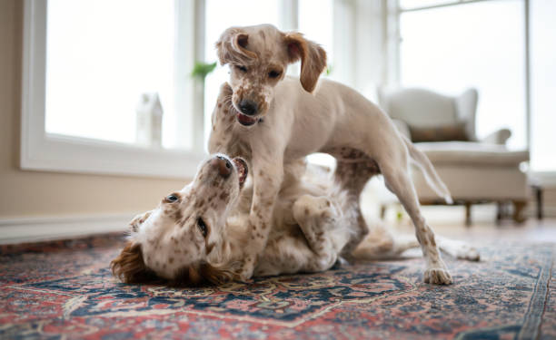 istock English Setters playing, Vestfold Norway 1492312674