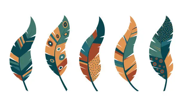 Vector illustration of feathers collection