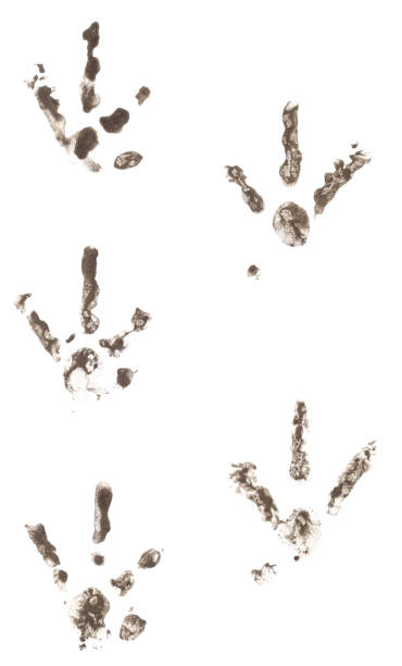 istock Chicken tracks made of dirt in a row. 1492315071