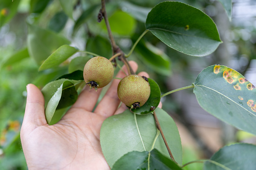 Close-up of holding a green pear in hand