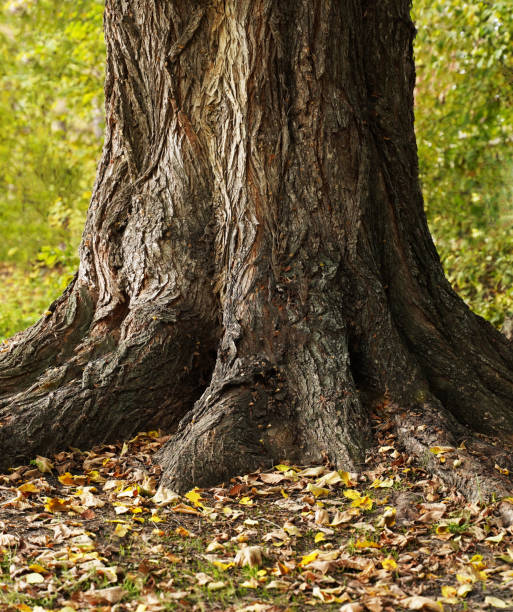 istock Centenarian tree with large trunk and big roots. 1492315422