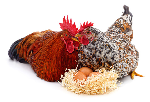 Chicken with rooster and nest with eggs isolated on white background.