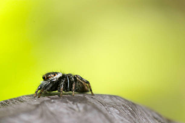 istock Side portrait of Jumping spider  (Evarcha albaria. Mamijirohaetori. Sunny forest close up macro photograph) 1492316484