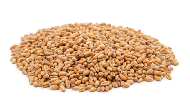 istock Heap of wheat grains. 1492319239