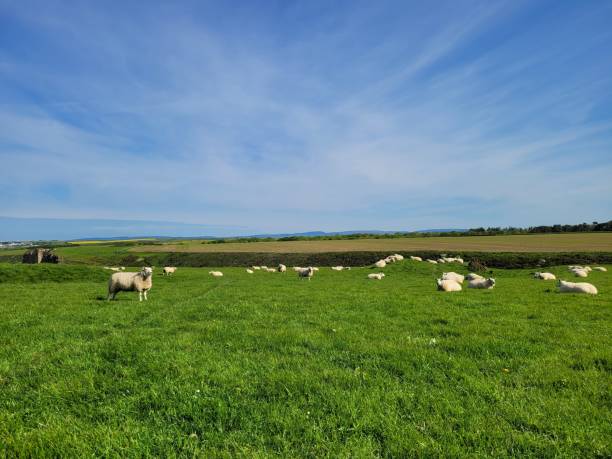 istock Sheep and lambs on a farm meadow 1492319872
