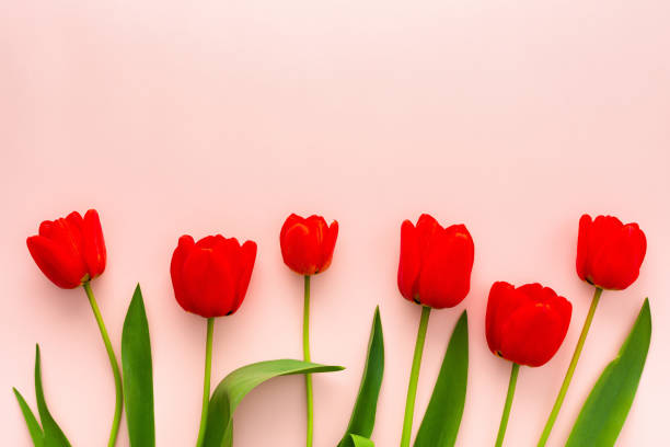 istock Fresh red tulips on pink background 1492321313