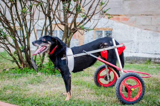 istock disabled black dog using a dog wheelchair 1492321327
