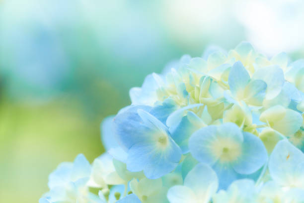 A light blue hydrangea flower that blooms softly in a gentle light