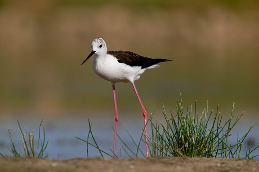 Black winged stilt (Himantopus himantopus)