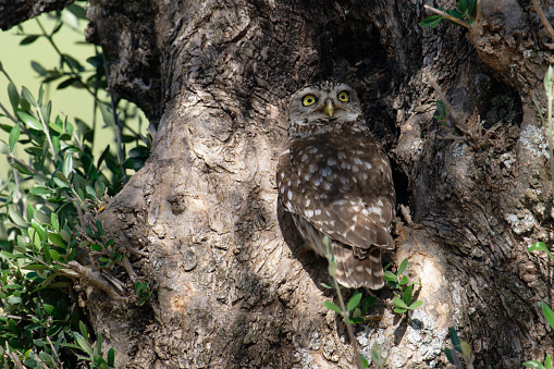 Little owl on the edges of the nest in a hollow tree