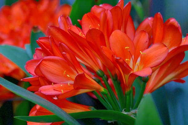 Clivia miniata, commonly called Kaffir lily, Natal lily, or Bush lily, is a clump-forming perennial flowering plant with stocky rhizomes. It has a long, bright green leaves and produces strong flower stems topped with heads of large funnel-shaped flowers in shades of red, orange and yellow.