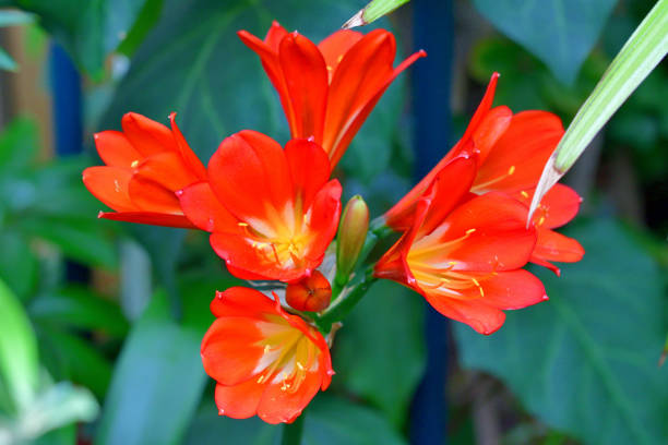 Clivia miniata, commonly called Kaffir lily, Natal lily, or Bush lily, is a clump-forming perennial flowering plant with stocky rhizomes. It has a long, bright green leaves and produces strong flower stems topped with heads of large funnel-shaped flowers in shades of red, orange and yellow.