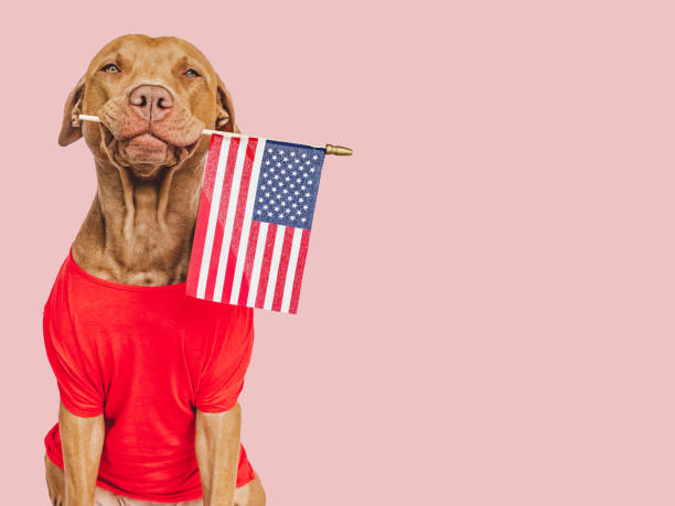 istock Charming, lovable brown puppy and American Flag 1492325293