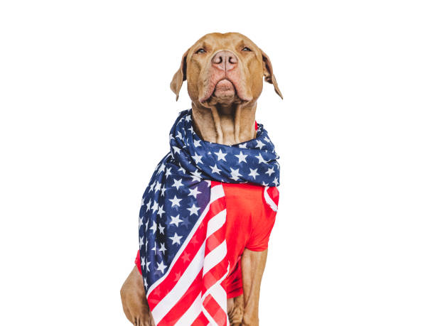 istock Charming, lovable brown puppy and American Flag 1492325417