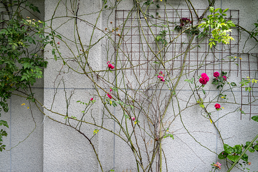 The blooming roses on the courtyard wall