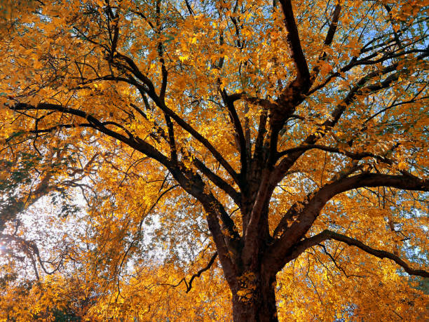 istock Beautiful view of trees in autumn park 1492326349