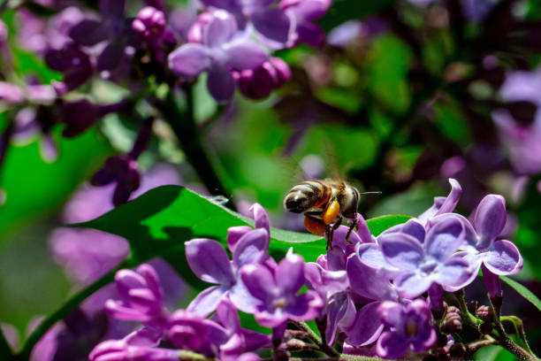 honey bee  and violet\nlilac