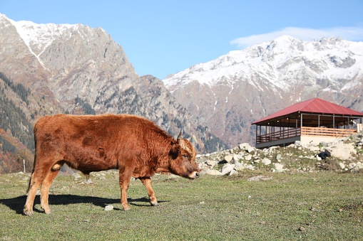 Beautiful view of cow grazing in mountains on sunny day