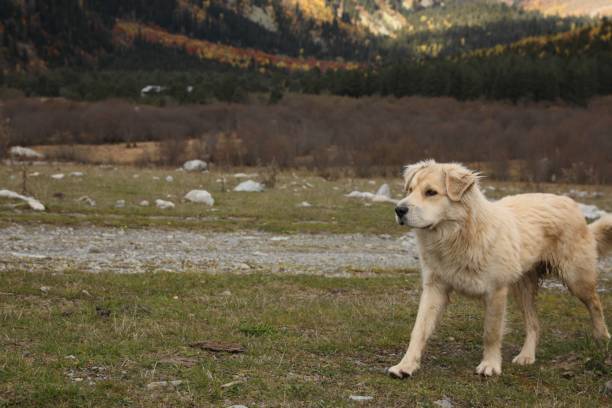 istock Cute dog walking in mountains on sunny day 1492328733