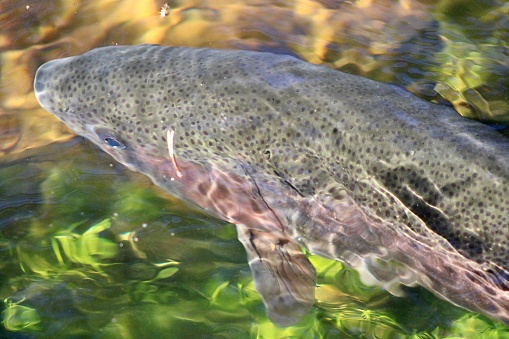 The top down view of a large sized rainbow trout swimming through the shallow water of the Connetquot River. The floor is covered in dense, bright green under water vegetation and plants.