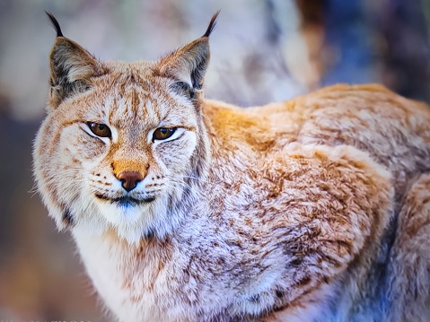 Lynx wild animal in nature