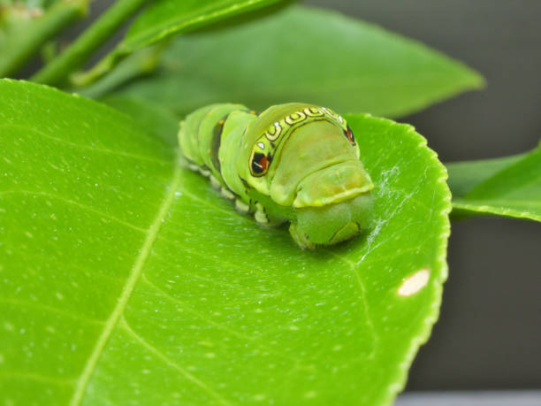 istock Larvae of the Swallowtail Butterfly 1492333393