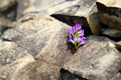 Close-up of a beautiful wild purple flower growing among the bare rocks. Conceptual image of strength and resilience. Selective focus.