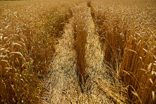 Close up wheat harvest, wheat field background in the sun day, summer, agriculture.
