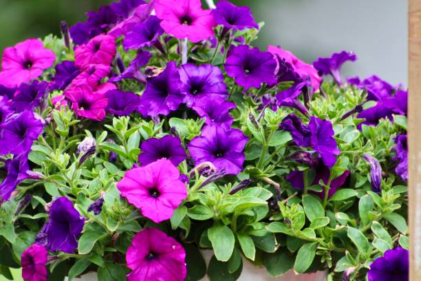 istock Purple Petunias 1492334770