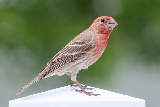 istock Male House Finch 1492334778