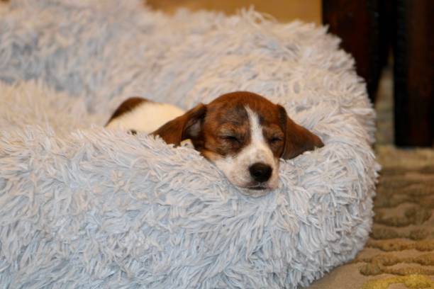 istock Doxie Puppy 1492334781