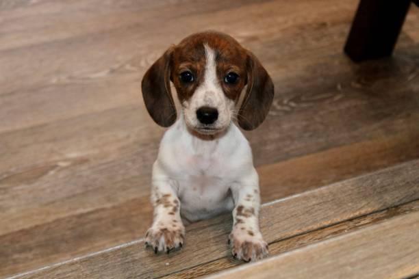 istock Miniature Dachshund Puppy 1492334788