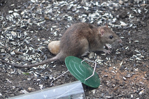 The top down, close up view of a large rat. The rodent knocked down a tube bird feeder and is eating the fallen seed.