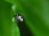 Weevil bug on the tip pf a plant leaf, a serious pest of pot and container grown ornamental plants and some shrubs
