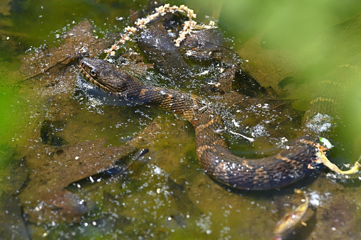 Northern watersnake (Nerodia sipedon) in Sprain Brook, Washington, Connecticut. At the height of spring, with pollen and sugar maple flowers floating on the green water, and leaves from the previous fall under the surface. This common snake of eastern and central North America, about three feet long, is hunting for food along the bank. It is not venomous but will bite vigorously if handled.