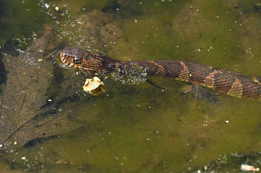 Northern watersnake (Nerodia sipedon) in Sprain Brook, Washington, Connecticut -- with copy space. At the height of spring, with pollen and a tree flower floating on the green water, and leaves from the previous fall under the surface. This common snake of eastern and central North America, about three feet long, is hunting for food along the bank. It is not venomous but will bite vigorously if handled.