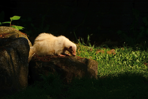 Single albino Skunk (nocturnal animal)  on top of a rock and smells of odors.