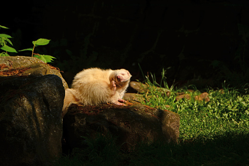 Single albino skunk (nocturnal animal) on top of a rock and grooming it`s head.