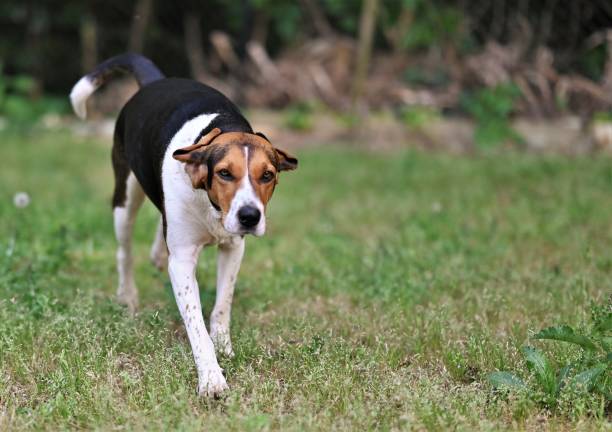 istock A Coonhound dog running through grass with funny ears flying up 1492337186