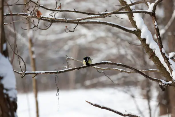 Photo of one tit in the winter season, a lonely bird